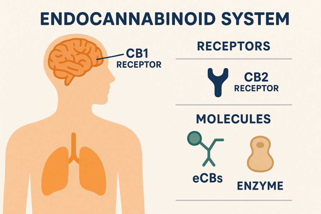 Endocannabinoid system diagram showing CB1 and CB2 receptors in the brain and body. Chronic Stress
